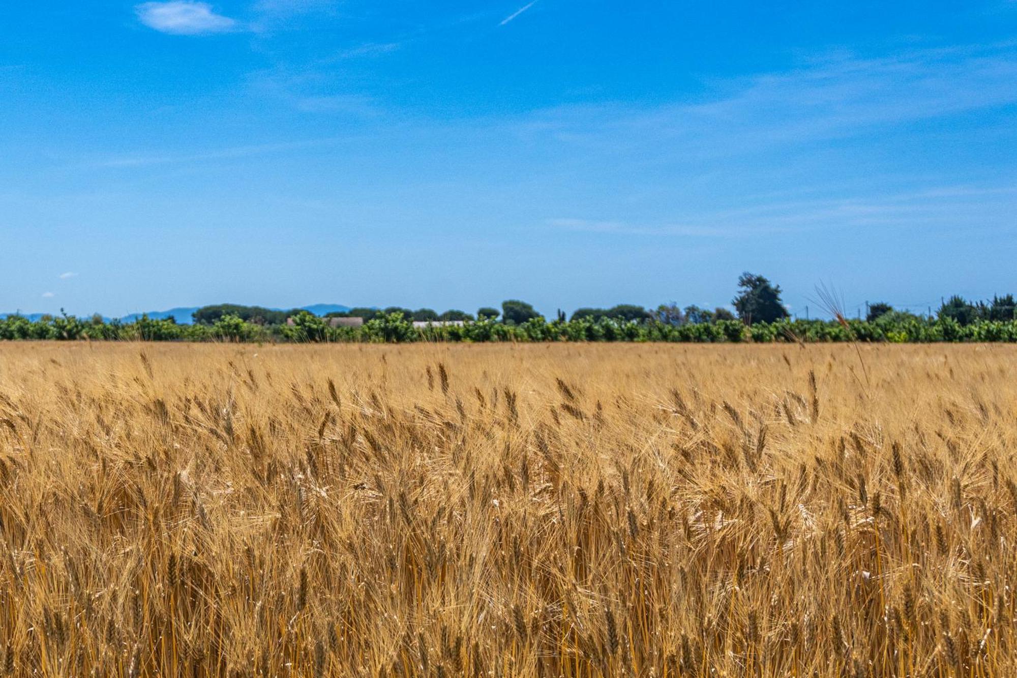 Agriturismo Il Tripesce Vada Bagian luar foto